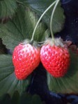 Getstrawberry2.jpg
