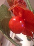 Lantern3.jpg