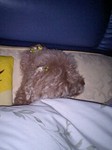 berrbed.jpg