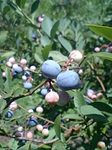 blueberry2.jpg
