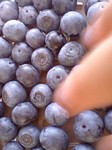 blueberry3.jpg