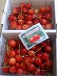 cherryー51.jpg