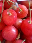 cherryー52.jpg