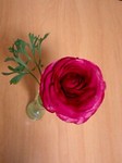 flower.jpg
