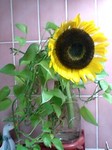 flower07082.jpg