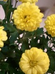 flower10224.jpg
