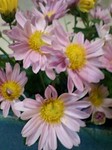 flower11042.jpg