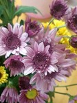 flower11063.jpg