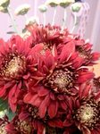 flower11151.jpg