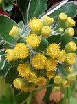 flower11152.jpg