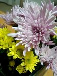 flower12312.jpg