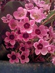 presentflower11.jpg