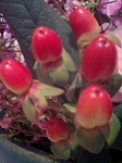 presentflower12.jpg