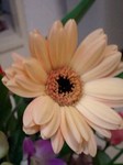 presentflower6.jpg
