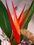 presentflower7.jpg