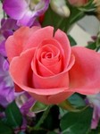 presentflower8.jpg