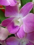 presentflower9.jpg