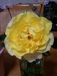 rose.jpg