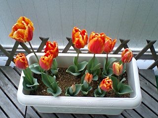 10041404.jpg