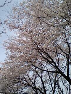 20090410cherryblossom1.jpg