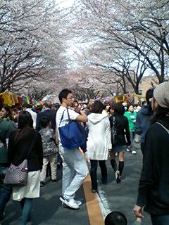 20090410cherryblossom2.jpg