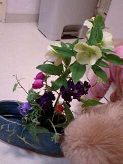 20090428flower1.jpg