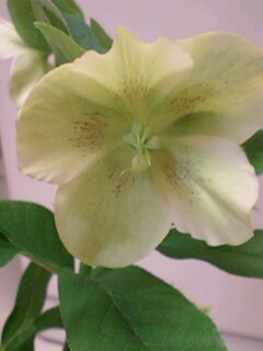 20090428flower2.jpg