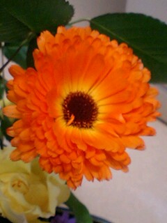 20090520flower4.jpg