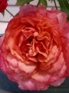 20090603flower1.jpg