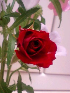 20090603flower2.jpg