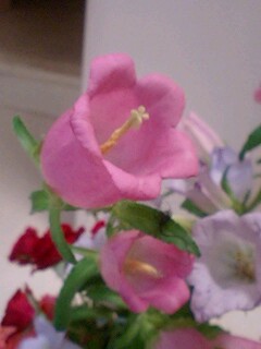 20090603flower4.jpg