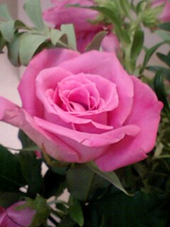 20090612flower2.jpg