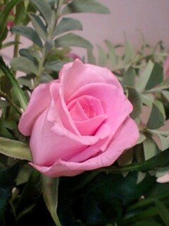 20090612flower3.jpg