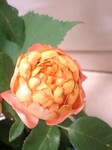 20090701flower4.jpg