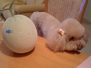 20090704melon2.jpg
