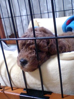 20090817reo2.jpg