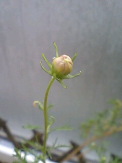 20090903cosmos.jpg