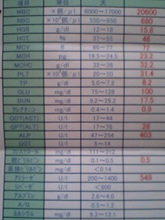 20091118berry1.jpg