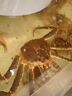 20091216crab1.jpg