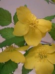 2009416flower3.jpg