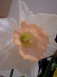 2009416flower4.jpg