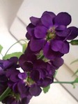 2009416flower5.jpg