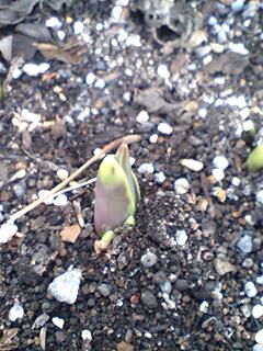 2011030101.jpg