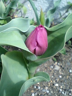 20110415001.jpg