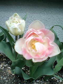20110415003.jpg