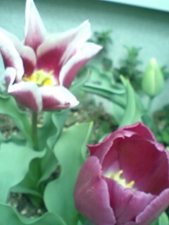20110415005.jpg