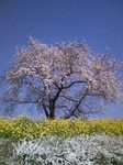 cherryblossom.jpg