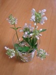 flower06071.jpg