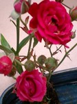 flower06272.jpg