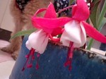 flower06273.jpg